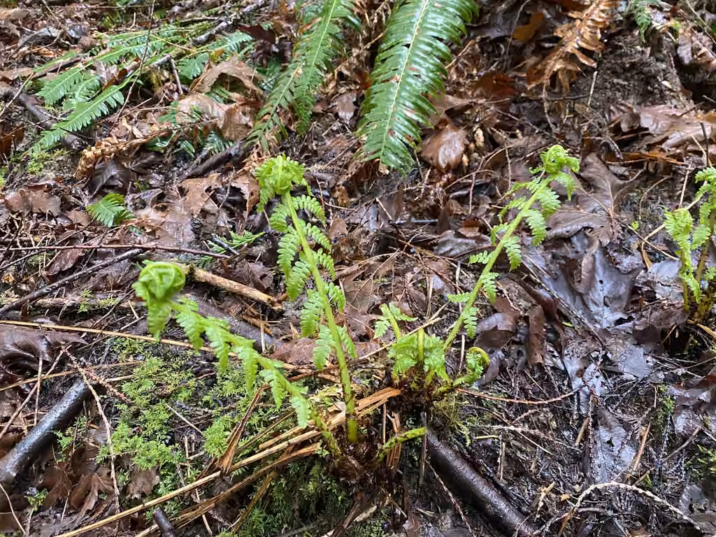 Fougère femelle, Bourgeons qui s’ouvrent