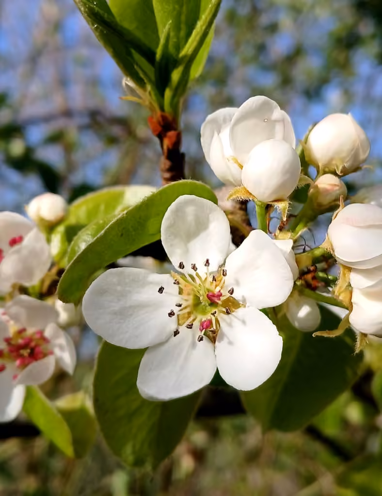 Pear, In flower