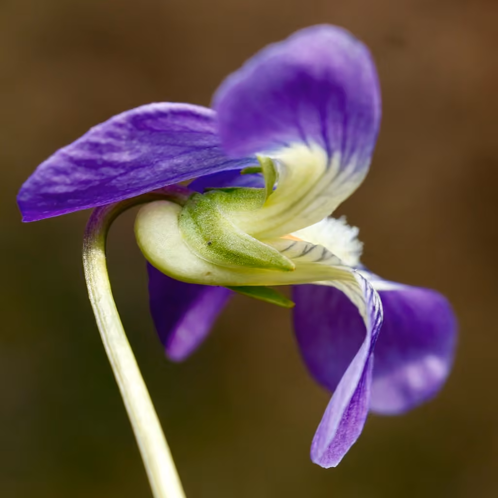 Violette papilionacée, photo 3 sur 5