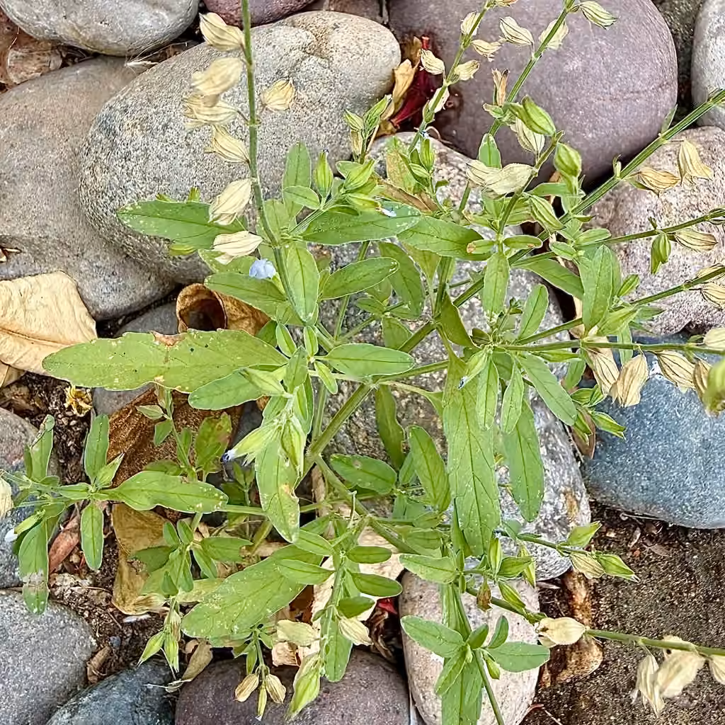 Blue sage, In fruit