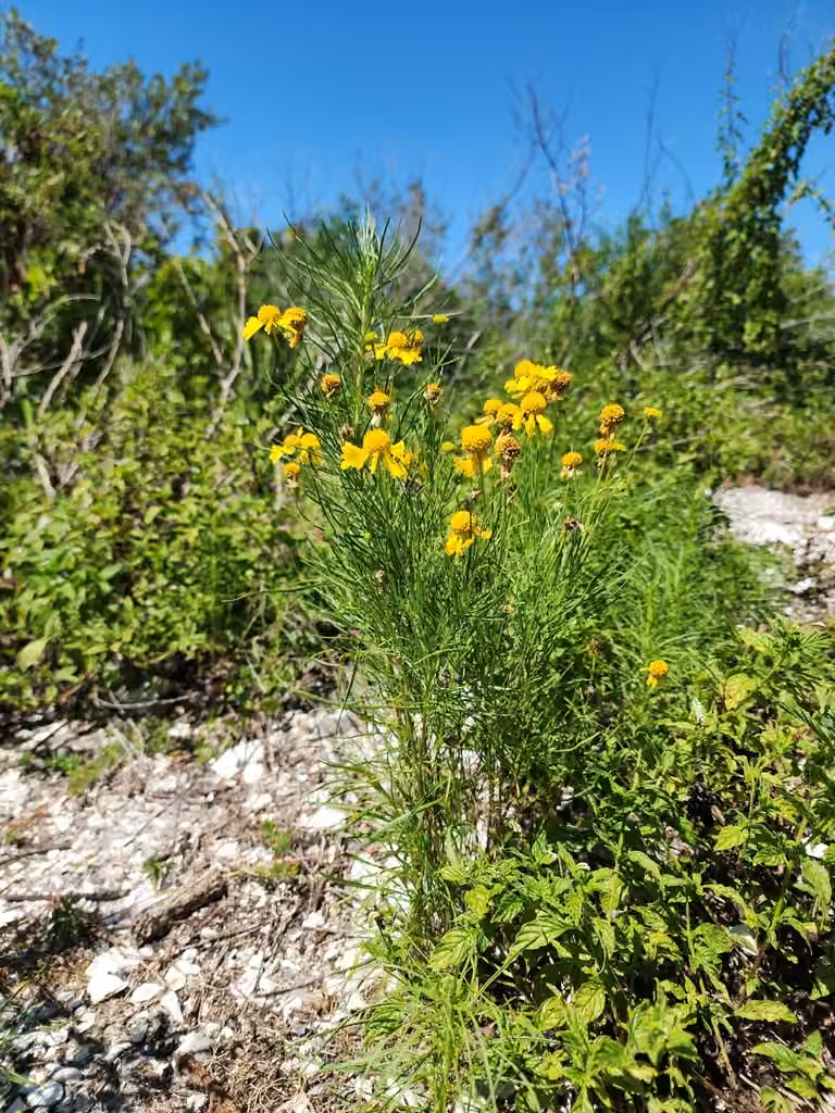 Bitter sneezeweed, In flower