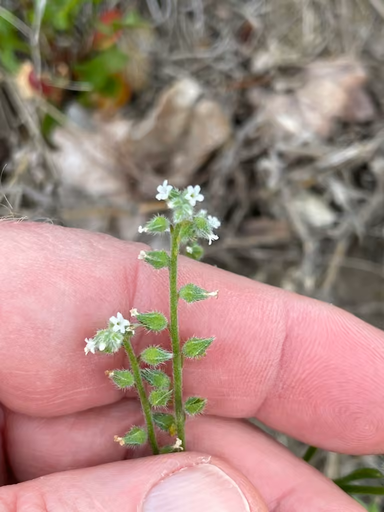 Myosotis printanier, En fleurs