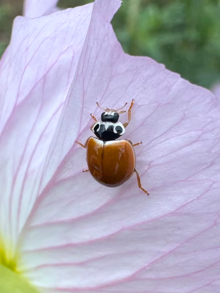 Polished Lady Beetle, Male