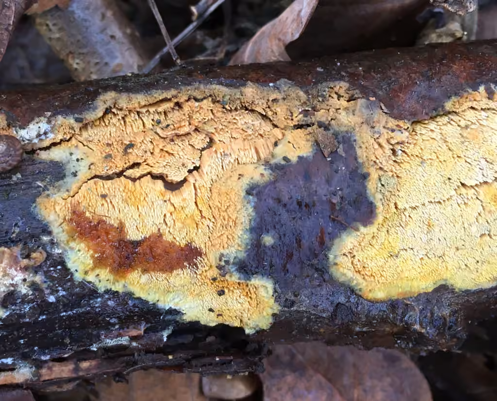 Yellow Toothcrust, photo 2 sur 5