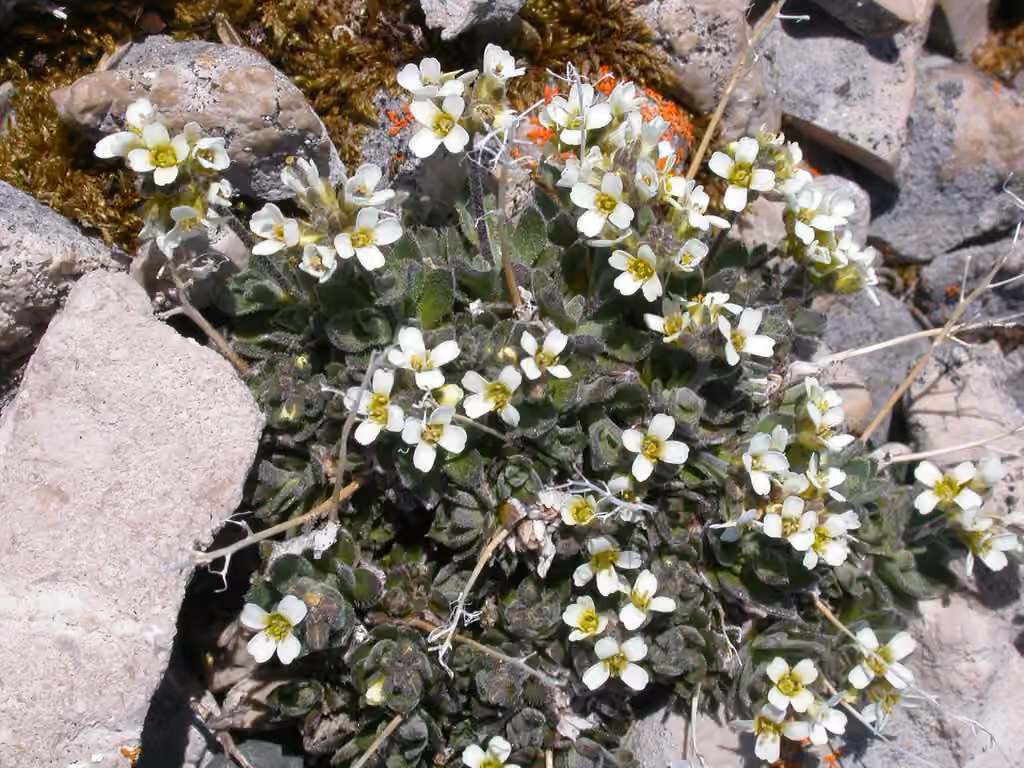 Drave cendrée, En fleurs