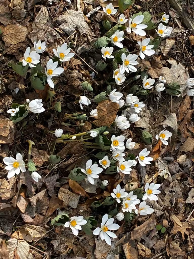 Bloodroot, In fruit