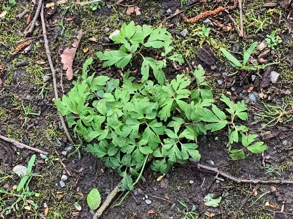Anémone des bois, Sans fleurs ni fruits