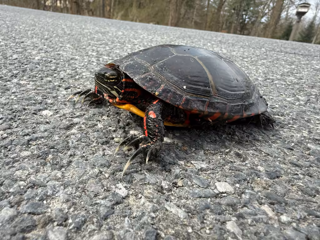 Tortue peinte, Mâle