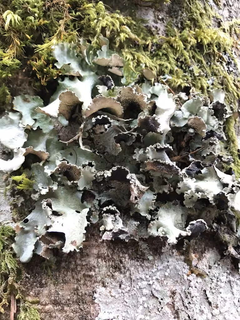 Speckled Rag Lichen