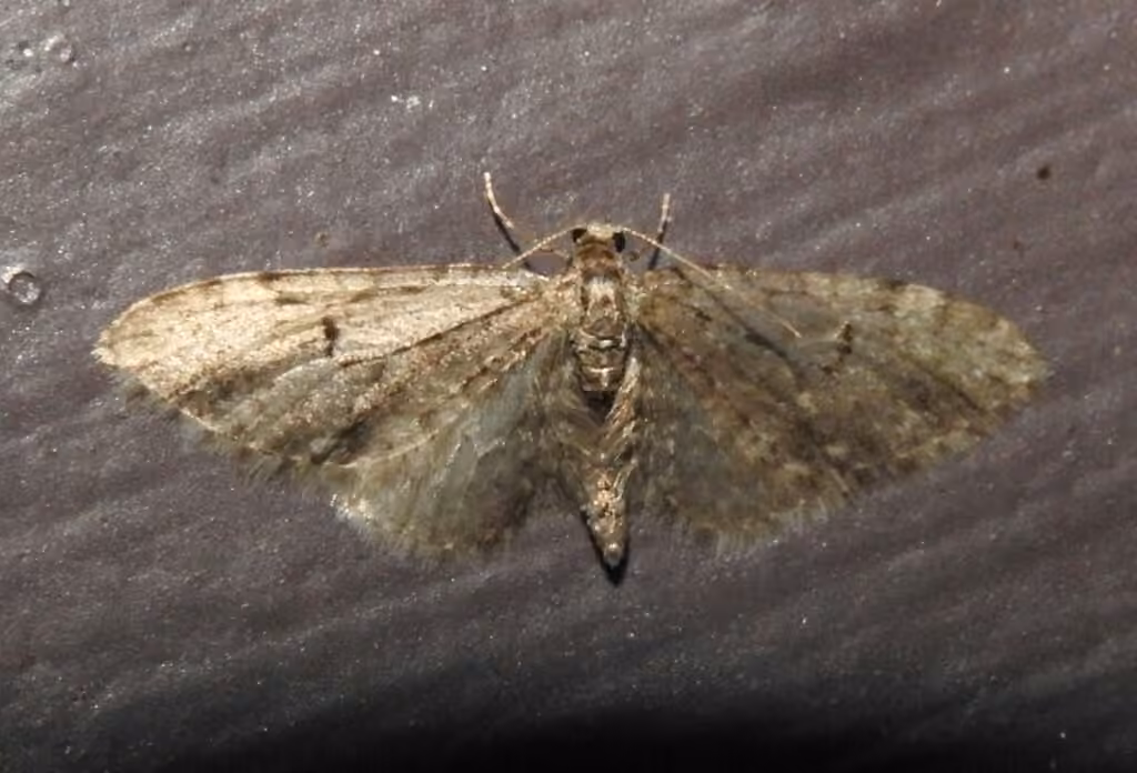 Larch Pug Moth, Male