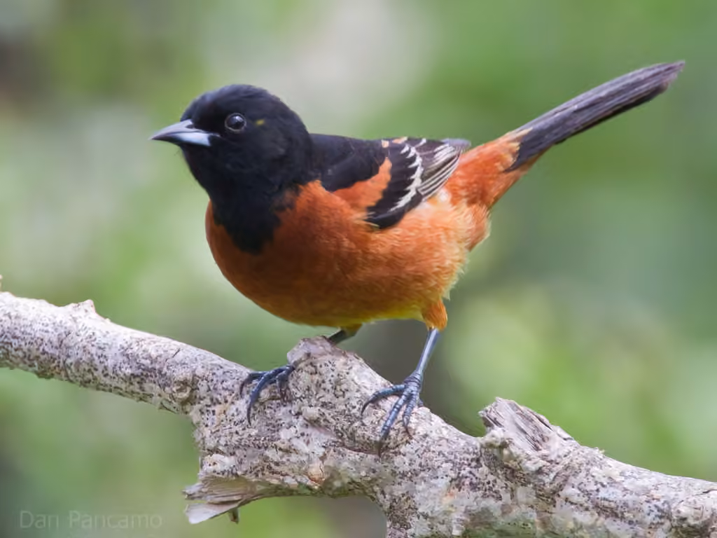Oriole des vergers, photo 1 sur 5