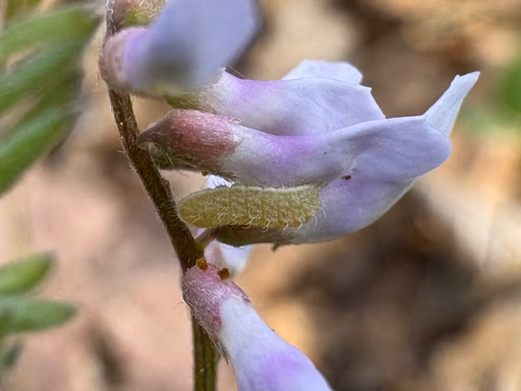 Bleu argenté, Chenille