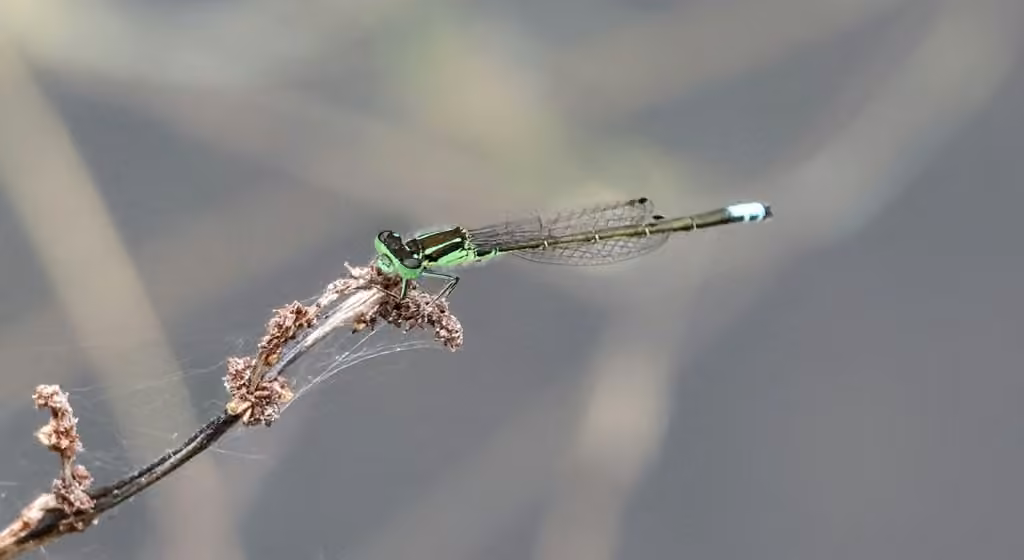 Agrion Vertical, Mâle