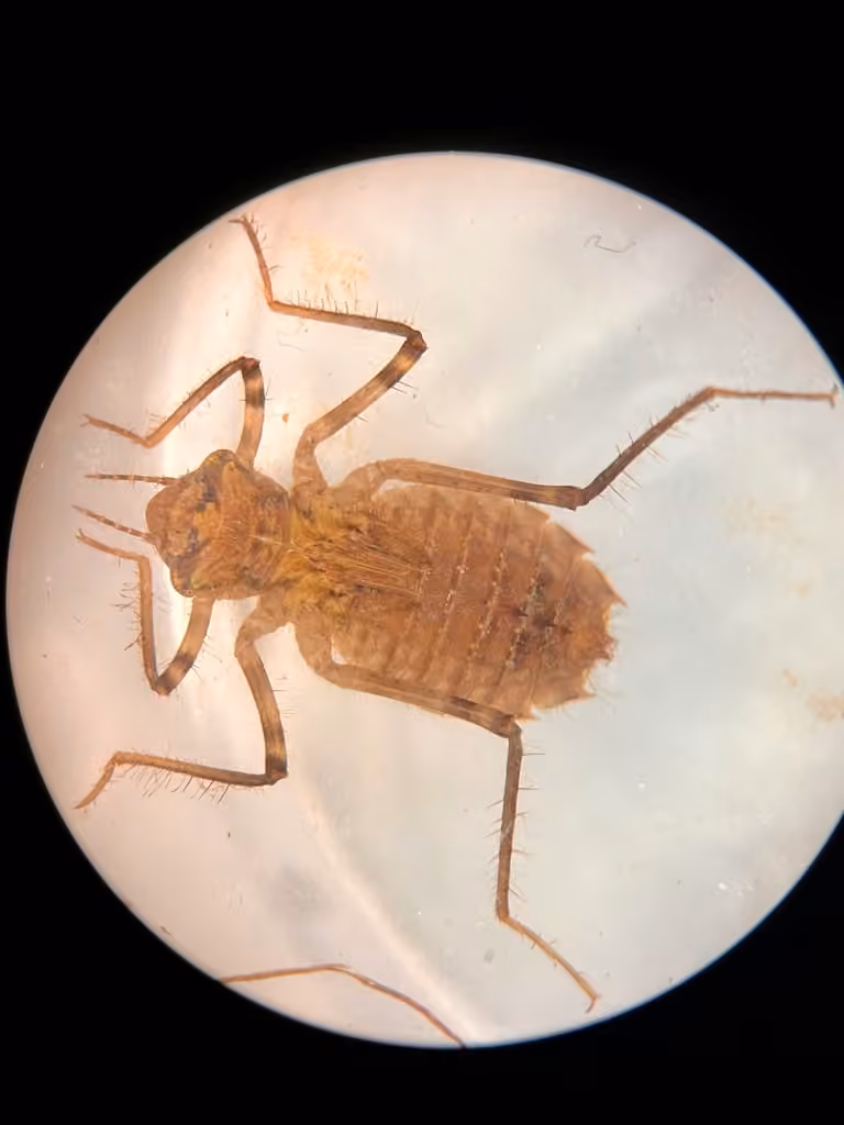 Uhler's Sundragon, Nymph