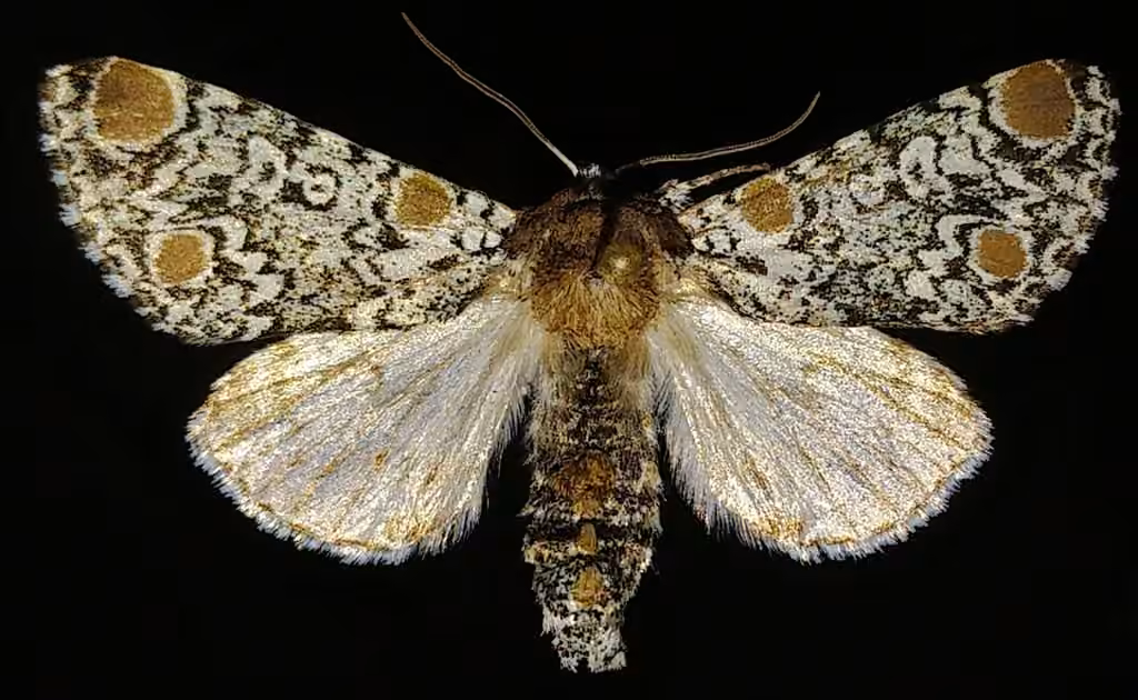 Noctuelle trois-taches, photo 1 sur 5