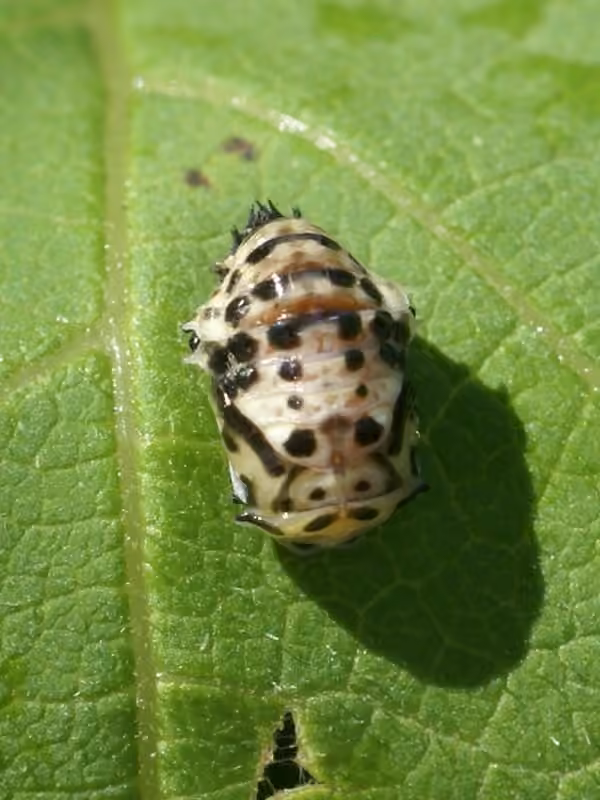 Coccinelle ocellée, photo 1 sur 5