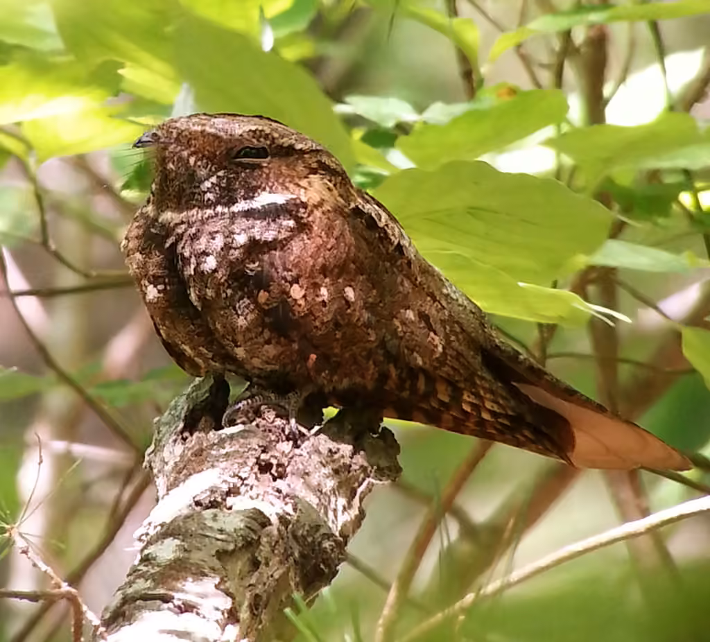 Eastern Whip-poor-will, Female