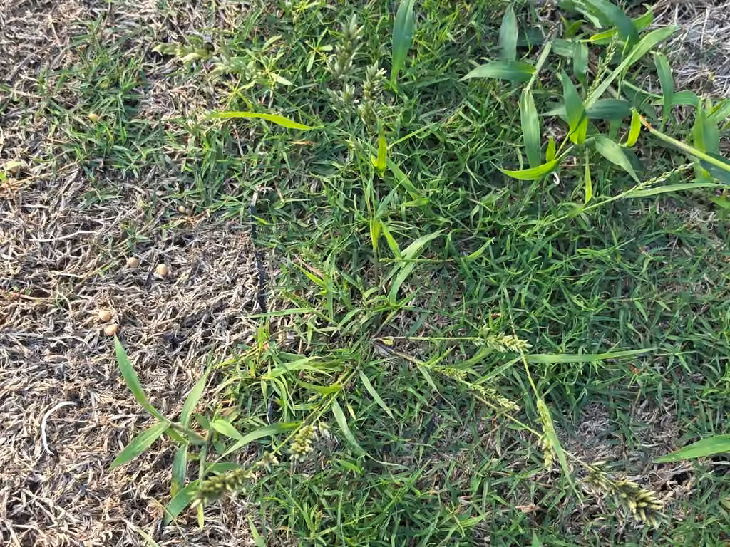 Stinkgrass, In fruit