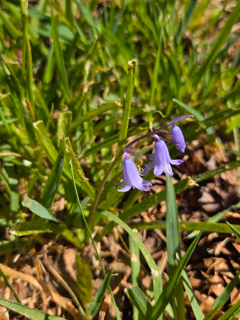Bluebell, Flower buds