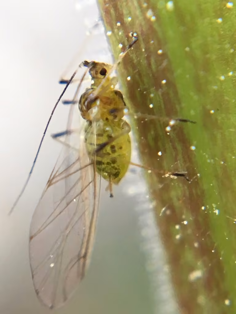 Foxglove Aphid, Adult female