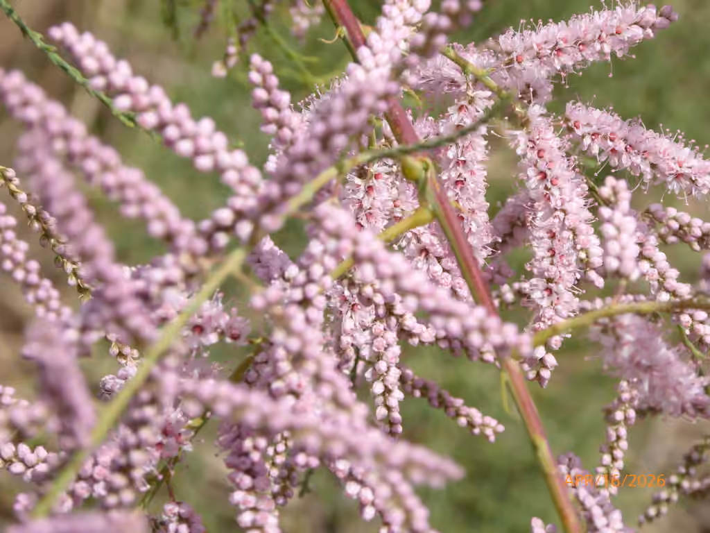 Salt cedar, In flower