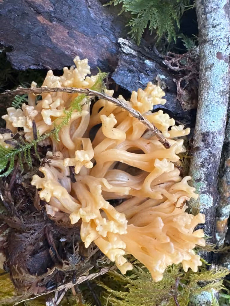 Ramaria rasilispora, photo 3 sur 5