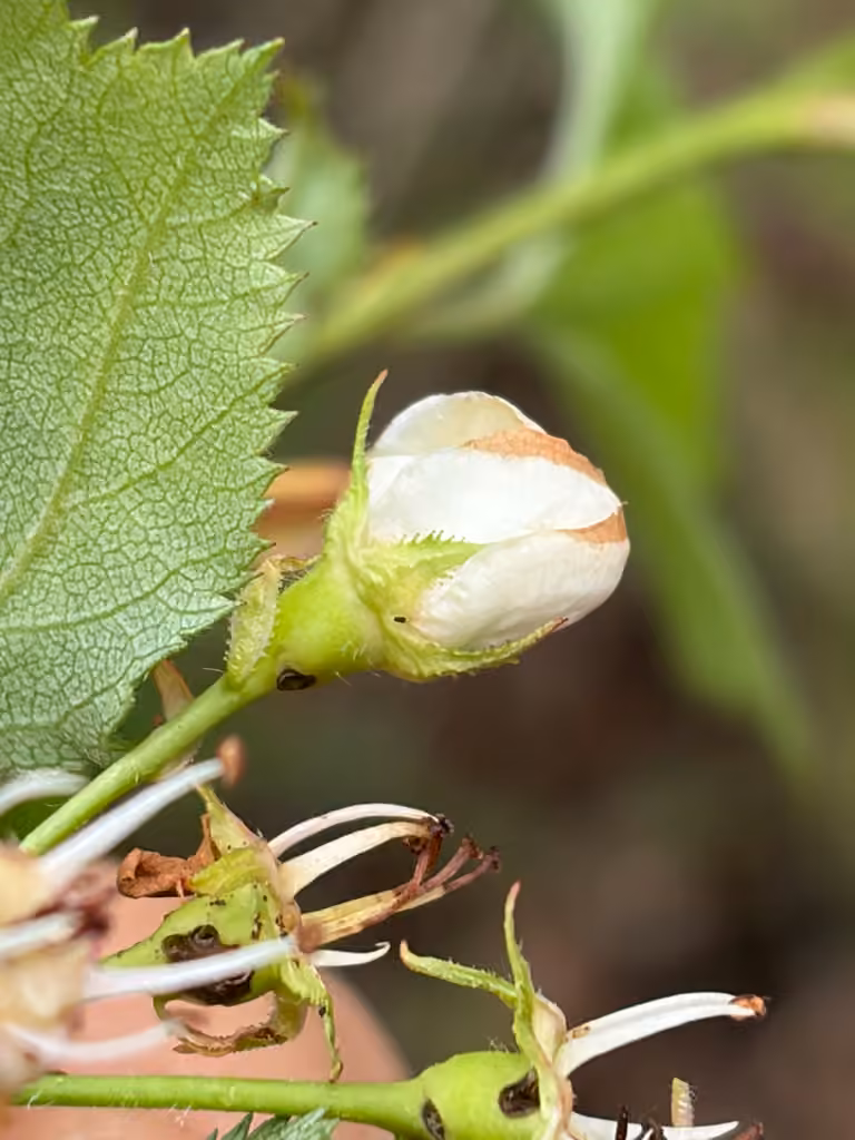 Scarlet hawthorn, In fruit