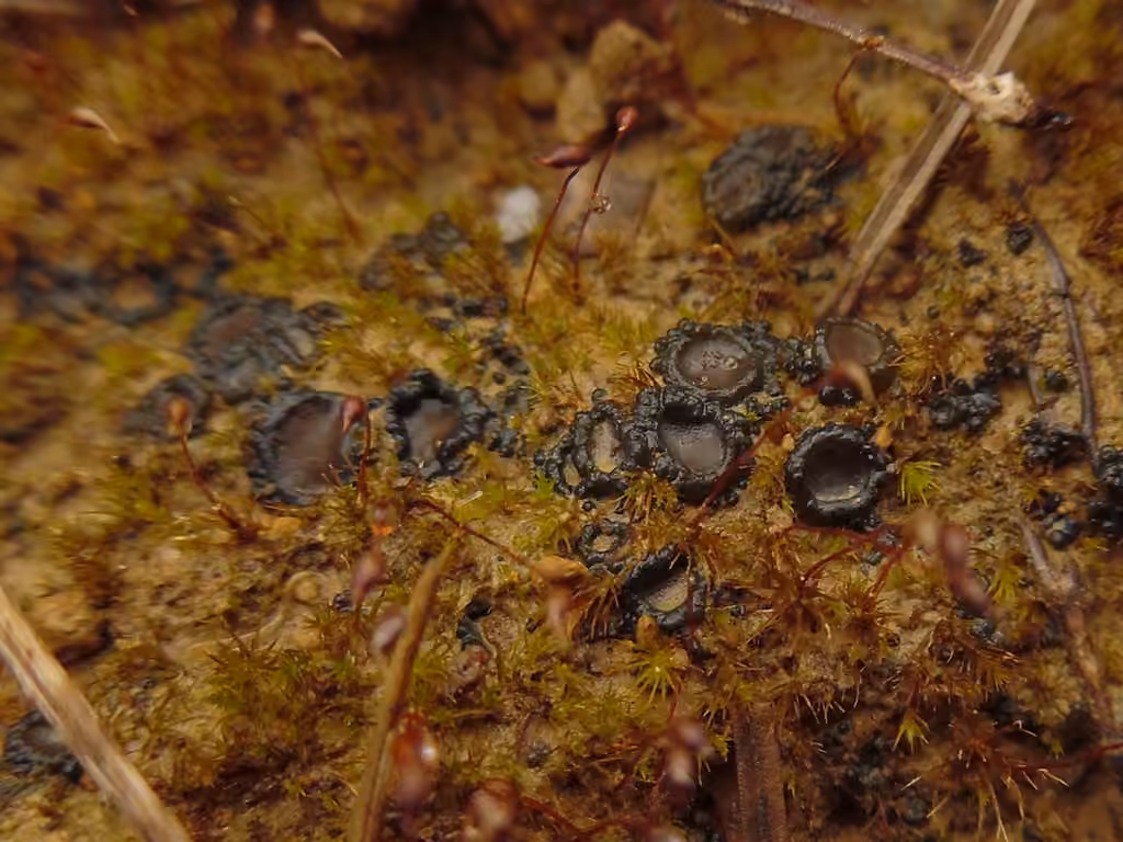 Bachman's Jelly Lichen