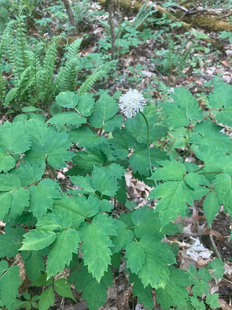 White baneberry, In flower