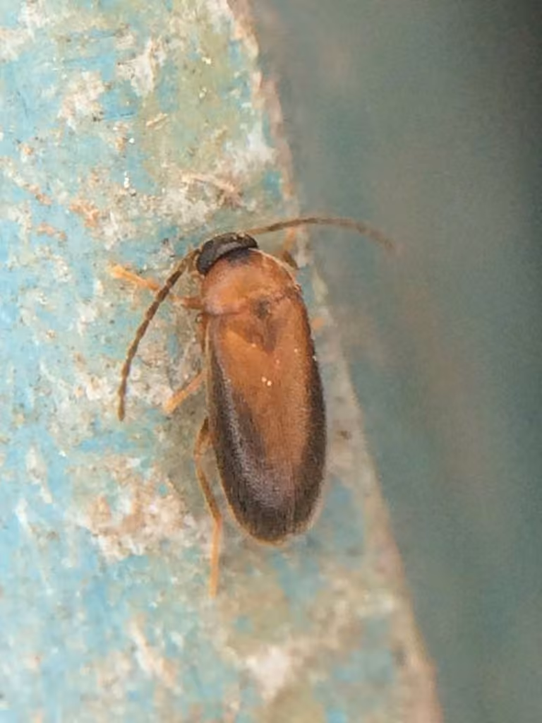 Pale-footed False Flower Beetle, photo 3 of 5