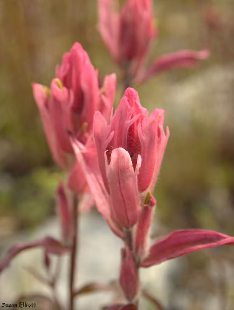 Raup's Indian paintbrush, In flower