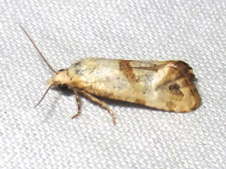 Happy Tortrix, Adult