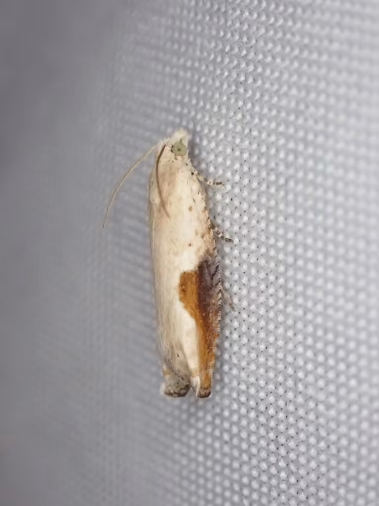 Pseudexentera costomaculana, Adult