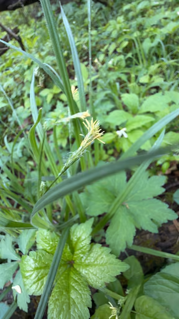 Carex à feuilles poilues, En fleurs