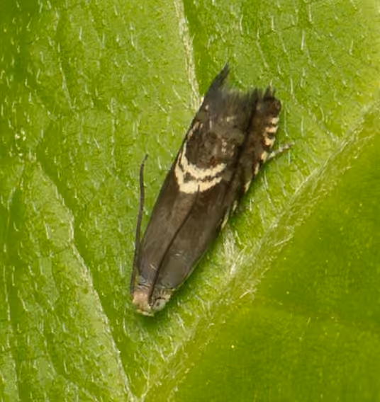 Clover Head Caterpillar Moth, photo 3 of 5