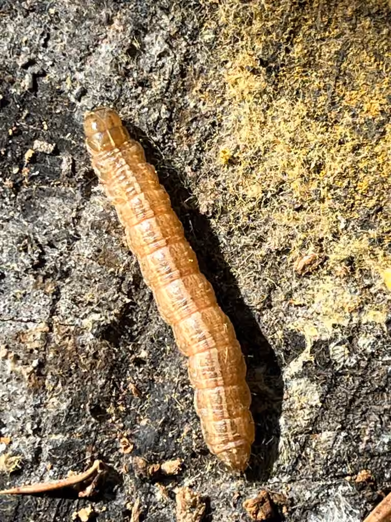 Noctuelle de l'Alpiste, Chenille