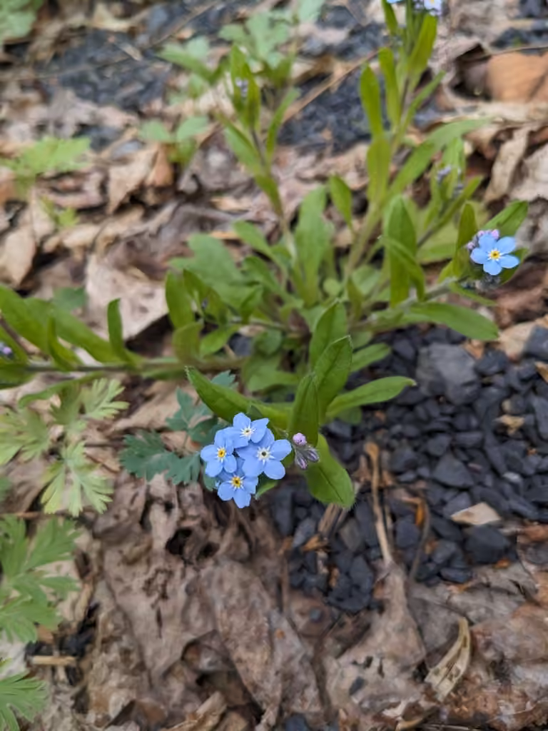 Myosotis des forêts, En fleurs