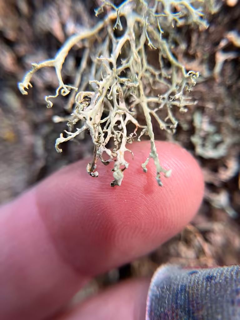 Chalky Bush Lichen, photo 3 of 5