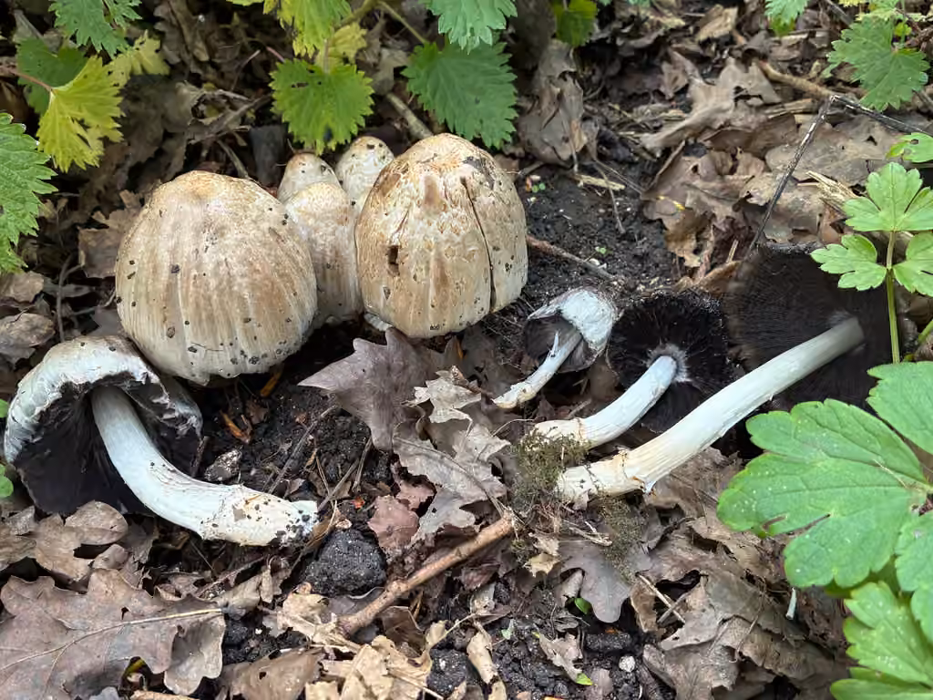 Coprin squamuleux, photo 1 sur 5