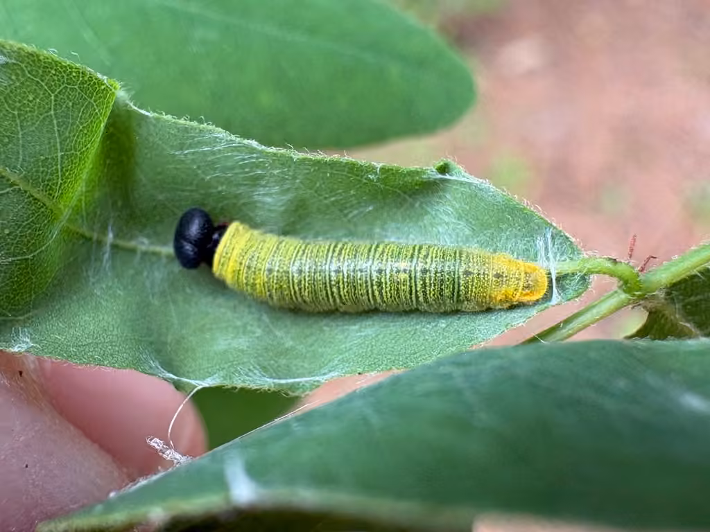Hespérie à taches argentées, Chenille