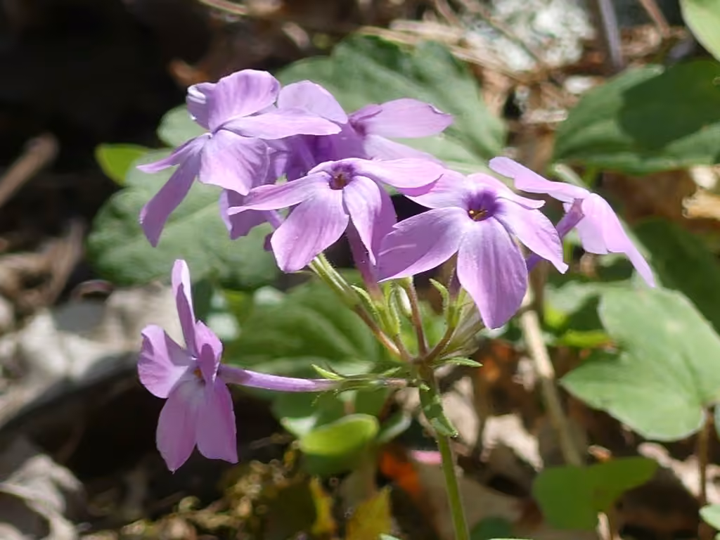 Phlox stolonifère, En boutons