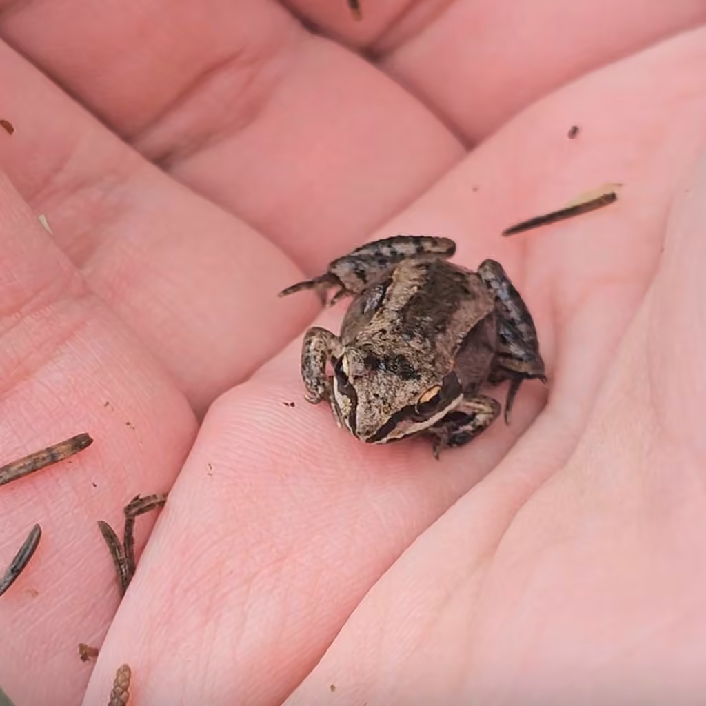 Grenouille des bois, Juvénile