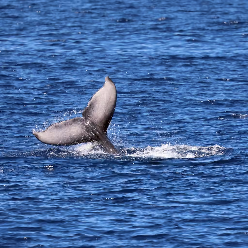Rorqual à bosse, Juvénile