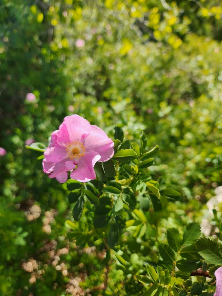 Rosier de Woods, En fleurs