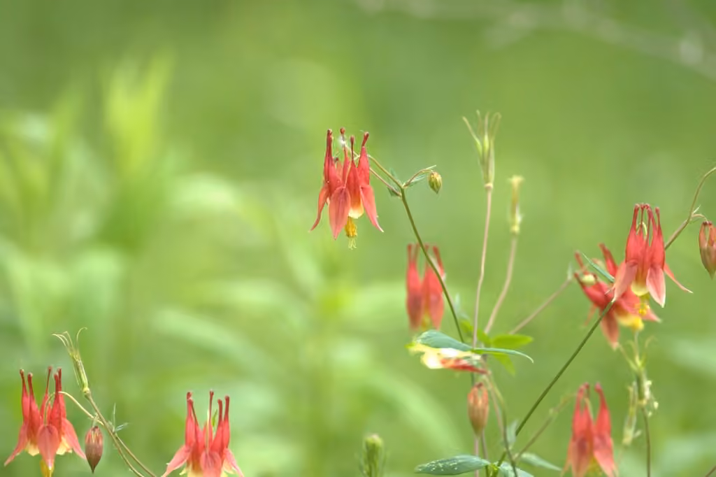 Ancolie du Canada, En fleurs