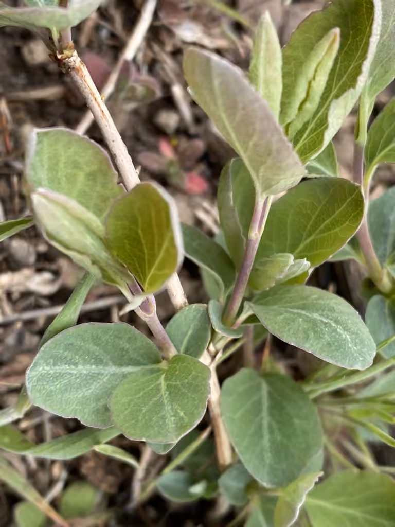 Wolfberry, No flowers or fruits