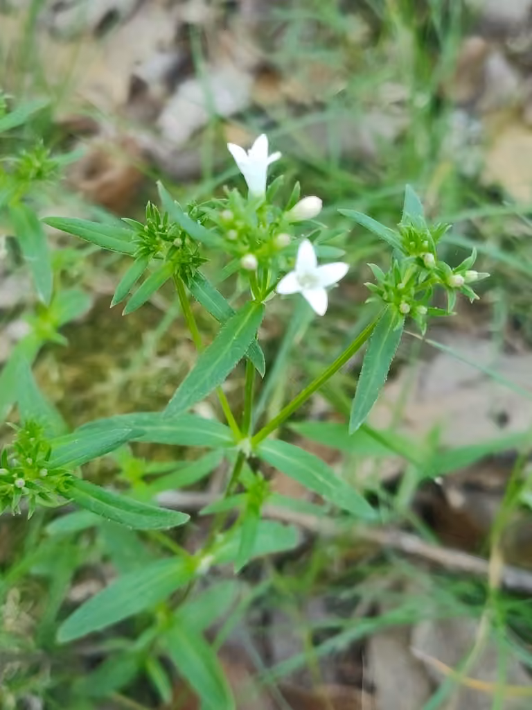 Longleaf bluet, In flower