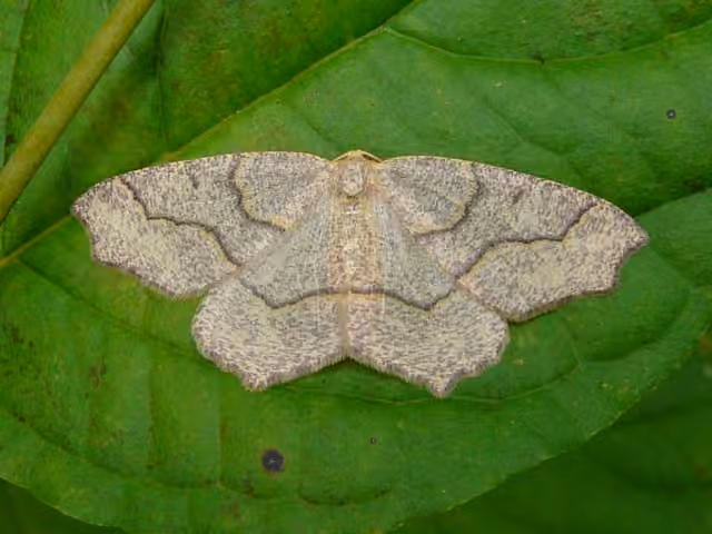 Hemlock Looper Moth, photo 1 of 5