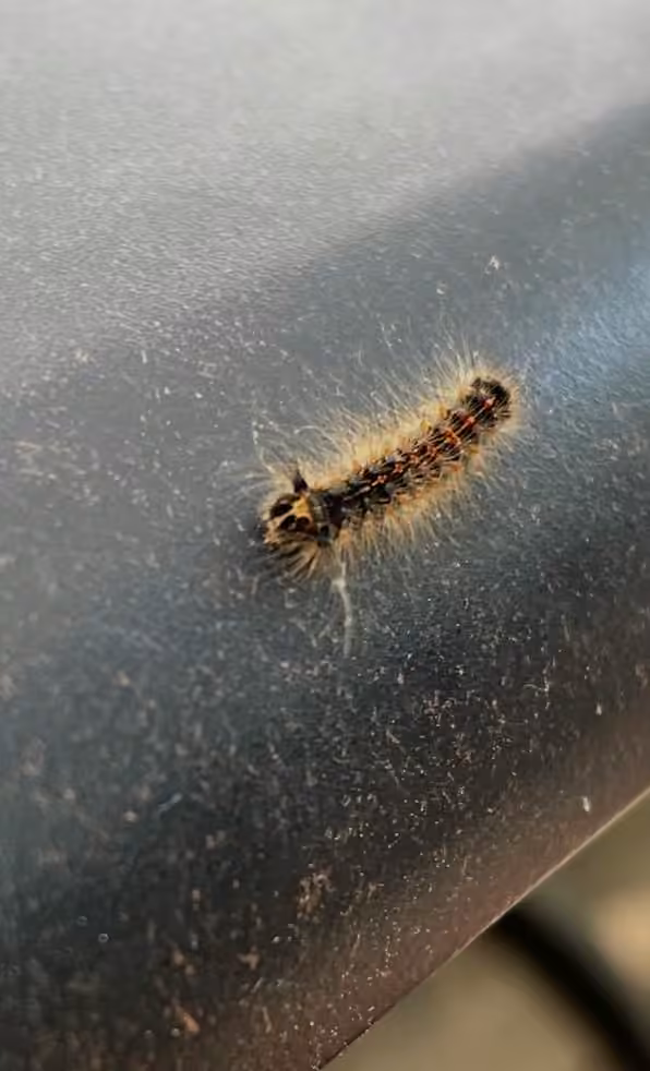 Bombyx disparate, Chenille