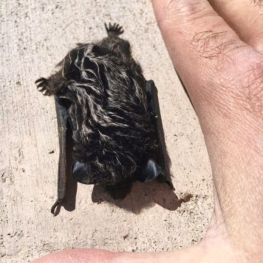 Chauve-souris argentée, photo 3 sur 5